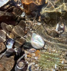 shells and seaweed on the beach under water