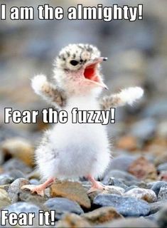 a small white bird standing on rocks with its mouth open and the words i am lord of the fuzzys fear the fuzzy