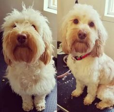 two pictures of a dog sitting on top of a table