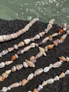 several seashells are laid out on the rocks by the water's edge