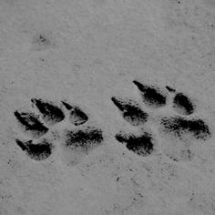 an animal's paw prints in the snow