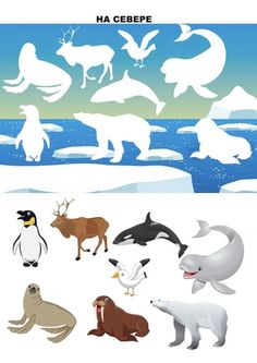 an image of animals and penguins in the snow with ice floes behind them,