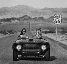 a woman and her dog are sitting in an old car with the highway 66 sign behind them