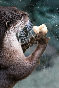 an otter eating a piece of food with it's mouth open and its paw in the air