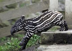 a zebra is standing on its hind legs in the dirt near some grass and bushes