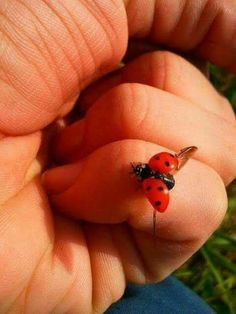 two ladybugs sitting on top of each other in the palm of someone's hand