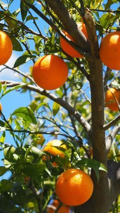 an orange tree filled with lots of ripe oranges