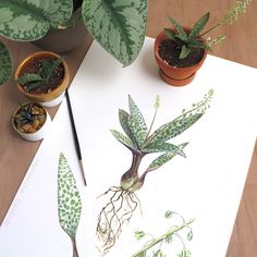 some plants that are sitting on top of a paper with watercolor pencils in them