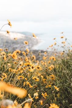 yellow flowers are growing on the side of a hill