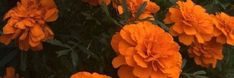 orange flowers are blooming in the garden