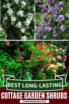 the best long -lasing cottage garden shrubs