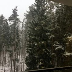 snow is falling in the woods and trees