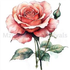 a watercolor painting of a pink rose with green leaves