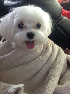 a small white dog wrapped in a blanket