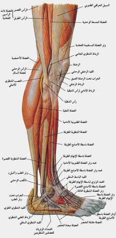 an image of the muscles and their corresponding parts in arabic text on a white background