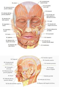 an image of the muscles and their functions