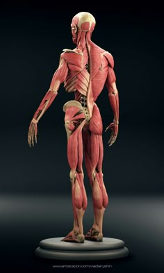 an image of a human body with muscles and tendors in the front, on a black background