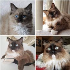 four different pictures of cats with blue eyes