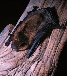 a bat hanging upside down on a tree branch