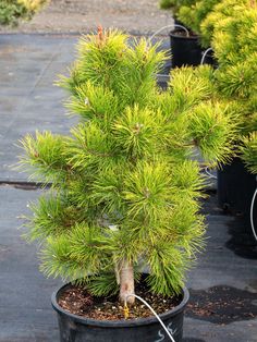 a small pine tree in a black pot on the ground next to other trees and plants