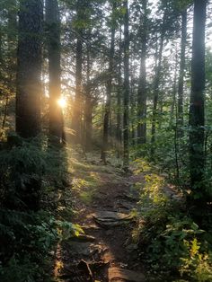 the sun shines through the trees on a trail that is surrounded by green foliage