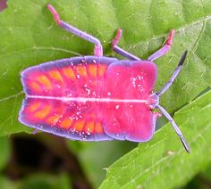 a pink and orange bug sitting on top of a green leaf covered in white flecks