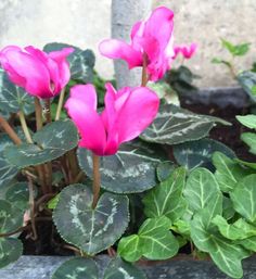 some pink flowers are growing in a pot