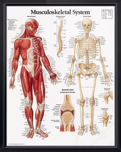 the muscles and skeletal systems are labeled in this poster, which shows their major functions