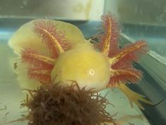 two yellow and red sea urchins sitting on the bottom of a tank with water