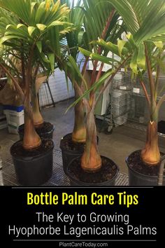 several potted plants with text that reads bottle palm care tips the key to growing hypophele lagenicaus palms