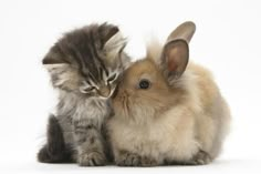 two kittens are playing with each other in front of a white background while the rabbit is rubbing its head against the cat's ear