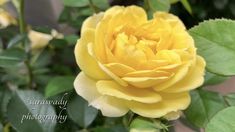 a yellow rose with green leaves in the foreground and an inscription that reads, january photography