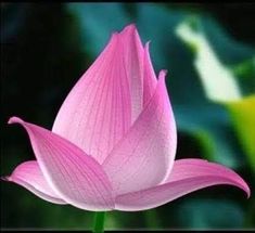 a pink lotus flower with green leaves in the background