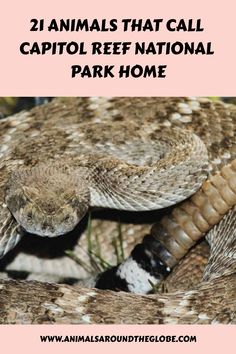 a close up of a snake with text overlay reading 21 animals that call capitol reef national park home