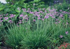 some purple flowers and green plants in the grass