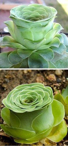 two pictures of green plants and one is showing the same plant in it's own photo