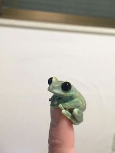 a small green frog sitting on top of a persons finger