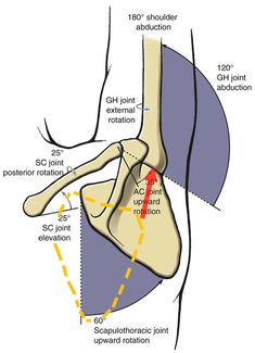 [ARTICLE] An innovative equivalent kinematic model of the human upper limb to improve the trajectory planning of exoskeleton rehabilitation robots - Full Text Upper Arm Anatomy, Arthroscopic Shoulder Surgery, Shoulder Girdle, Human Anatomy And Physiology, Structure And Function