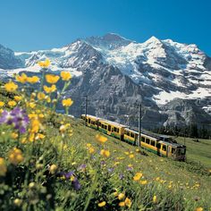 a yellow and green train traveling through a lush green hillside covered in snow capped mountains