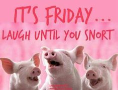 three white pigs with their mouths open and the words it's friday laugh until you short