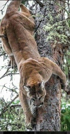 a mountain lion climbing up the side of a tree