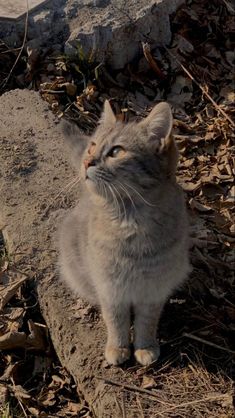 a gray and white cat sitting on top of a dirt field next to dry grass