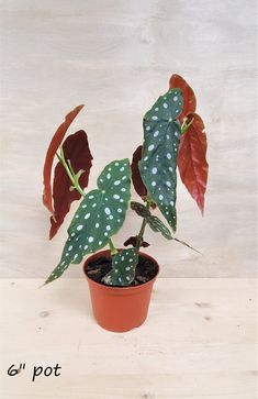 a potted plant with white dots on it