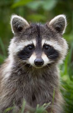 a raccoon is standing in the grass looking at the camera