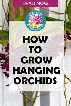 the words how to grow hanging orchids read now