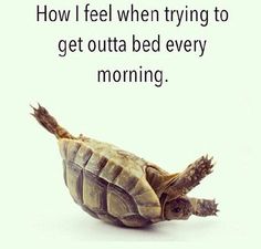 a tortoise with the caption how i feel when trying to get out a bed every morning