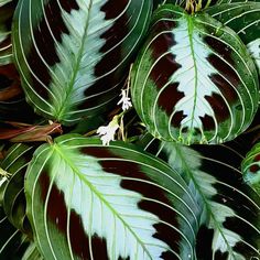 green and brown leaves with white spots on them