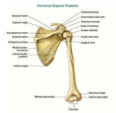 the bones of the shoulder and upper limbs