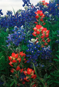 red, white and blue flowers are in the grass near each other on a cloudy day