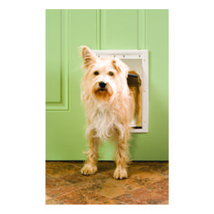 a small dog standing in front of a green door